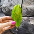 Kép 2/5 - Zamioculcas zamiifolia variegata levéldugvány