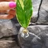 Kép 4/5 - Zamioculcas zamiifolia variegata levéldugvány