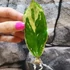Kép 5/5 - Zamioculcas zamiifolia variegata levéldugvány