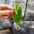 Kép 1/5 - Zamioculcas zamiifolia variegata levéldugvány
