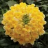 Kép 3/10 - Edgeworthia chrysantha - illatos virágú japán papírcserje
