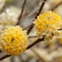 Kép 1/10 - Edgeworthia chrysantha - illatos virágú japán papírcserje
