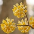 Kép 9/10 - Edgeworthia chrysantha - illatos virágú japán papírcserje