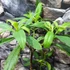 Kép 2/10 - Edgeworthia chrysantha - illatos virágú japán papírcserje