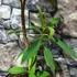Kép 5/10 - Edgeworthia chrysantha - illatos virágú japán papírcserje