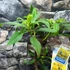 Kép 6/10 - Edgeworthia chrysantha - illatos virágú japán papírcserje