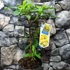 Kép 8/10 - Edgeworthia chrysantha - illatos virágú japán papírcserje