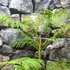 Kép 2/9 - Jacaranda Mimosifolia - mimózalevelű zsakaranda