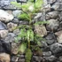 Kép 7/9 - Jacaranda Mimosifolia - mimózalevelű zsakaranda