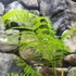 Kép 3/9 - Jacaranda Mimosifolia - mimózalevelű zsakaranda