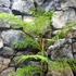 Kép 6/9 - Jacaranda Mimosifolia - mimózalevelű zsakaranda