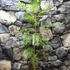 Kép 5/9 - Jacaranda Mimosifolia - mimózalevelű zsakaranda