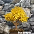 Kép 6/24 - Ginkgo biloba - páfrányfenyő bonsai