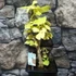 Kép 4/24 - Ginkgo biloba - páfrányfenyő bonsai