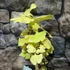 Kép 24/24 - Ginkgo biloba - páfrányfenyő bonsai