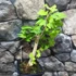 Kép 2/24 - Ginkgo biloba - páfrányfenyő bonsai