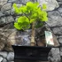 Kép 13/24 - Ginkgo biloba - páfrányfenyő bonsai