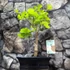 Kép 14/24 - Ginkgo biloba - páfrányfenyő bonsai