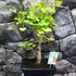 Kép 15/24 - Ginkgo biloba - páfrányfenyő bonsai