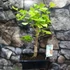 Kép 16/24 - Ginkgo biloba - páfrányfenyő bonsai