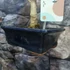 Kép 17/24 - Ginkgo biloba - páfrányfenyő bonsai