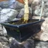Kép 18/24 - Ginkgo biloba - páfrányfenyő bonsai