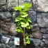 Kép 19/24 - Ginkgo biloba - páfrányfenyő bonsai