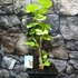 Kép 20/24 - Ginkgo biloba - páfrányfenyő bonsai