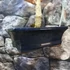 Kép 21/24 - Ginkgo biloba - páfrányfenyő bonsai