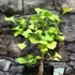 Kép 22/24 - Ginkgo biloba - páfrányfenyő bonsai