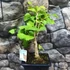 Kép 3/24 - Ginkgo biloba - páfrányfenyő bonsai