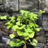 Kép 23/24 - Ginkgo biloba - páfrányfenyő bonsai