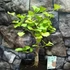 Kép 1/24 - Ginkgo biloba - páfrányfenyő bonsai