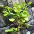 Kép 5/24 - Ginkgo biloba - páfrányfenyő bonsai