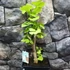 Kép 8/24 - Ginkgo biloba - páfrányfenyő bonsai