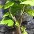 Kép 9/24 - Ginkgo biloba - páfrányfenyő bonsai