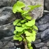 Kép 10/24 - Ginkgo biloba - páfrányfenyő bonsai