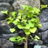 Kép 11/24 - Ginkgo biloba - páfrányfenyő bonsai