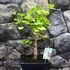 Kép 12/24 - Ginkgo biloba - páfrányfenyő bonsai