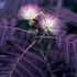 Kép 1/13 - Albizia julibrissin 'Summer Chocolate'