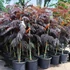 Kép 3/13 - Albizia julibrissin 'Summer Chocolate'