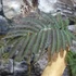 Kép 4/13 - Albizia julibrissin 'Summer Chocolate'