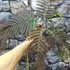 Kép 8/13 - Albizia julibrissin 'Summer Chocolate'