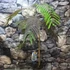Kép 5/13 - Albizia julibrissin 'Summer Chocolate'