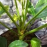 Kép 5/8 - Fatsia japonica 'Spider's Web'