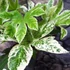 Kép 3/8 - Fatsia japonica 'Spider's Web'