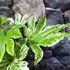 Kép 7/8 - Fatsia japonica 'Spider's Web'