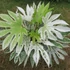 Kép 1/8 - Fatsia japonica 'Spider's Web'