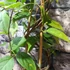 Kép 7/9 - Pyrostegia venusta - díszes aranyzuhatag