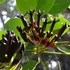 Kép 6/8 - Kennedia nigricans - fekete korallborsó